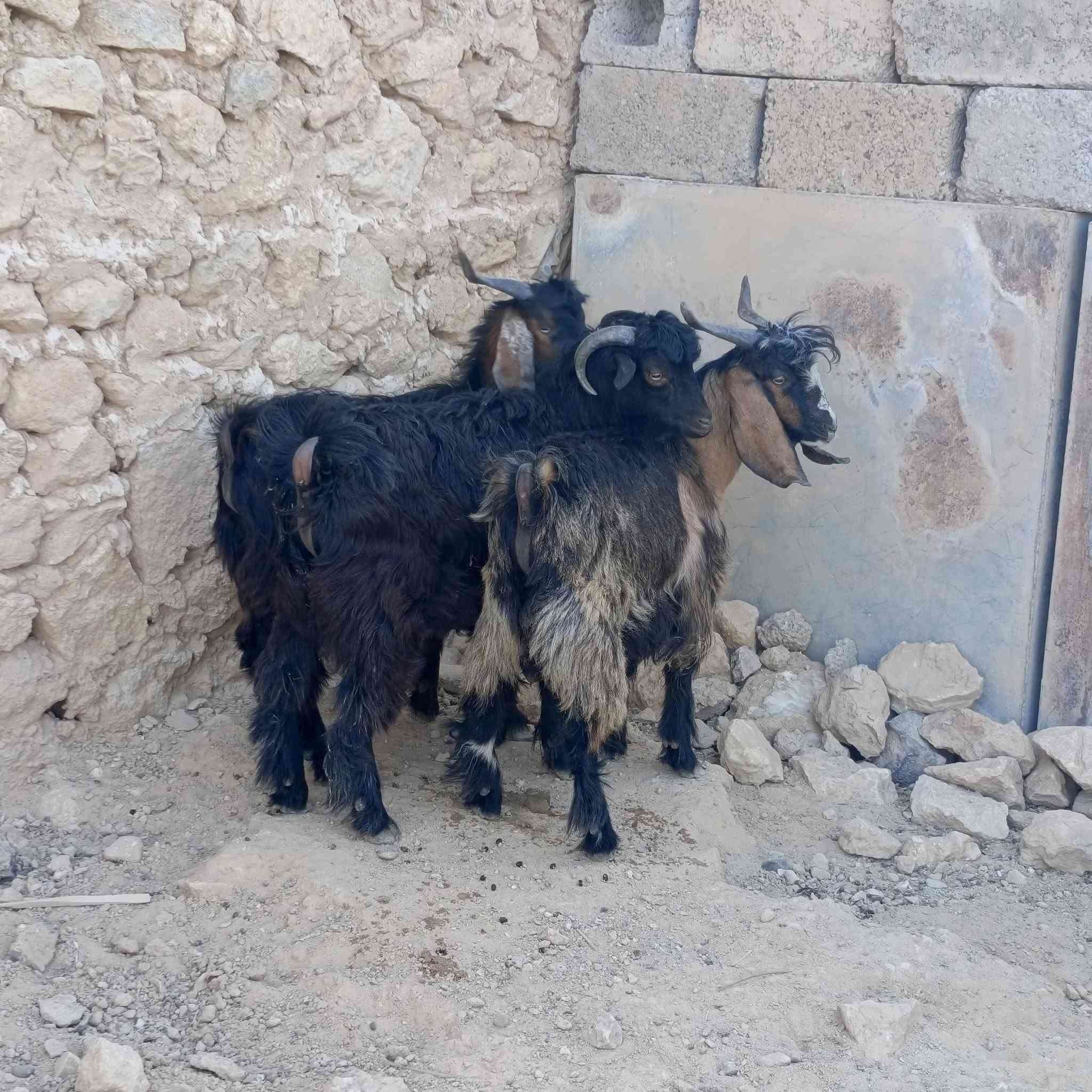 حلال • نضيف • خشنات