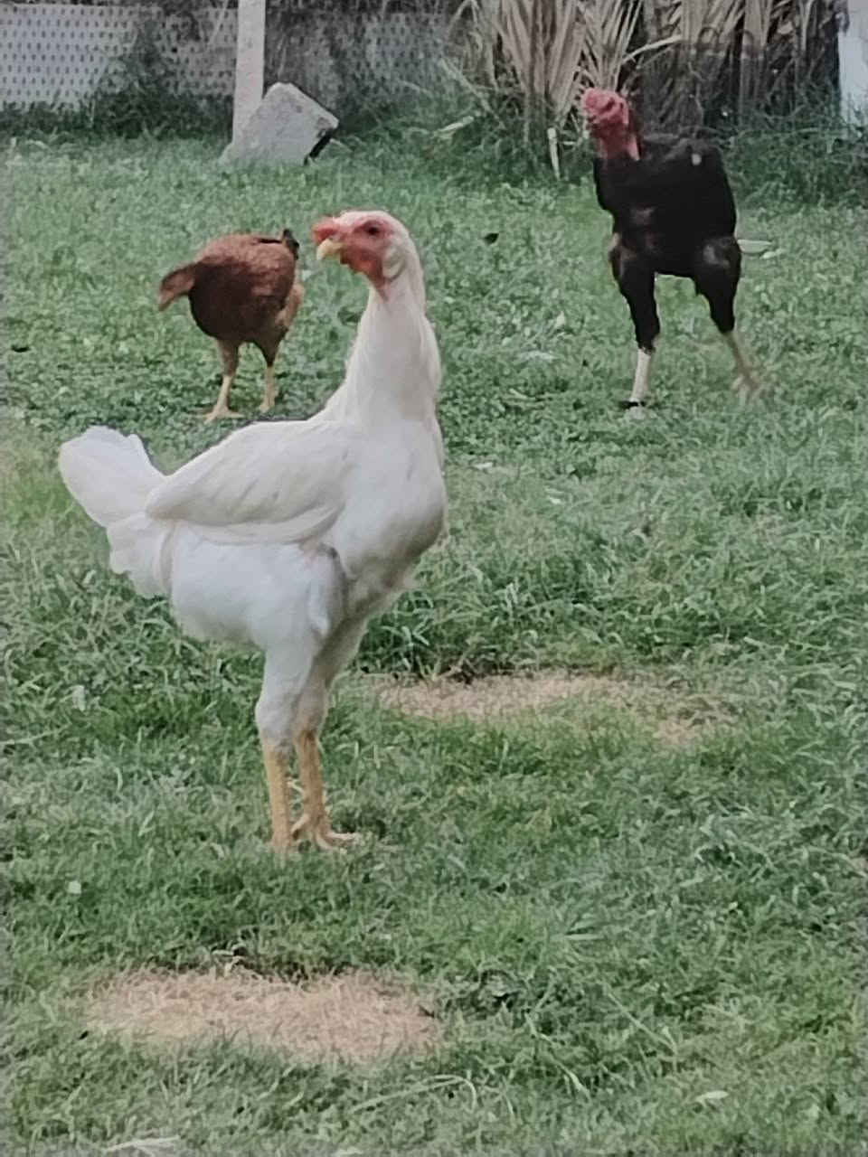 ٥ ديوجه • شباب • الطيفيه