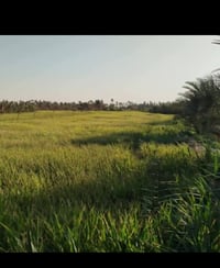 الحله • ١٣٠دونم • حنطه وشعير