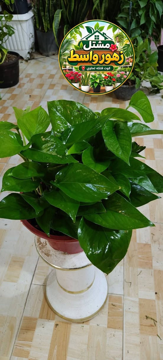 🌿🌸 نباتات ضلّية جميلة ومتنوعة 🌸🌿مشتل زهور واسط 
أجمل لمسة خضراء لبيوتكم ومكاتبكم 🤍🌱
اختاروا نباتاتكم المفضلة وخلو الطبيعة تضيف للمكان جمال وراحة.

🌸 مشتل زهور واسط 🌸

📍 العنوان: الكوت – فلكة الحاوي
#شارع_مستشفى_دمشق_الأهلي

🚚 خدمة التوصيل: متوفرة داخل مدينة الكوت فقط.

نستقبلكم بكل حب لتزيين منازلكم بأجمل أنواع الزهور والنباتات 🌿🌹

🕗 أوقات الدوام:
طيلة أيام الأسبوع
من الساعة 8:00 صباحاً إلى 8:00 ليلاً

📱 للطلب والاستفسار واتساب:
***********

أو مراسلة الصفحة الشخصية بلال الواسطي 🌹😊

