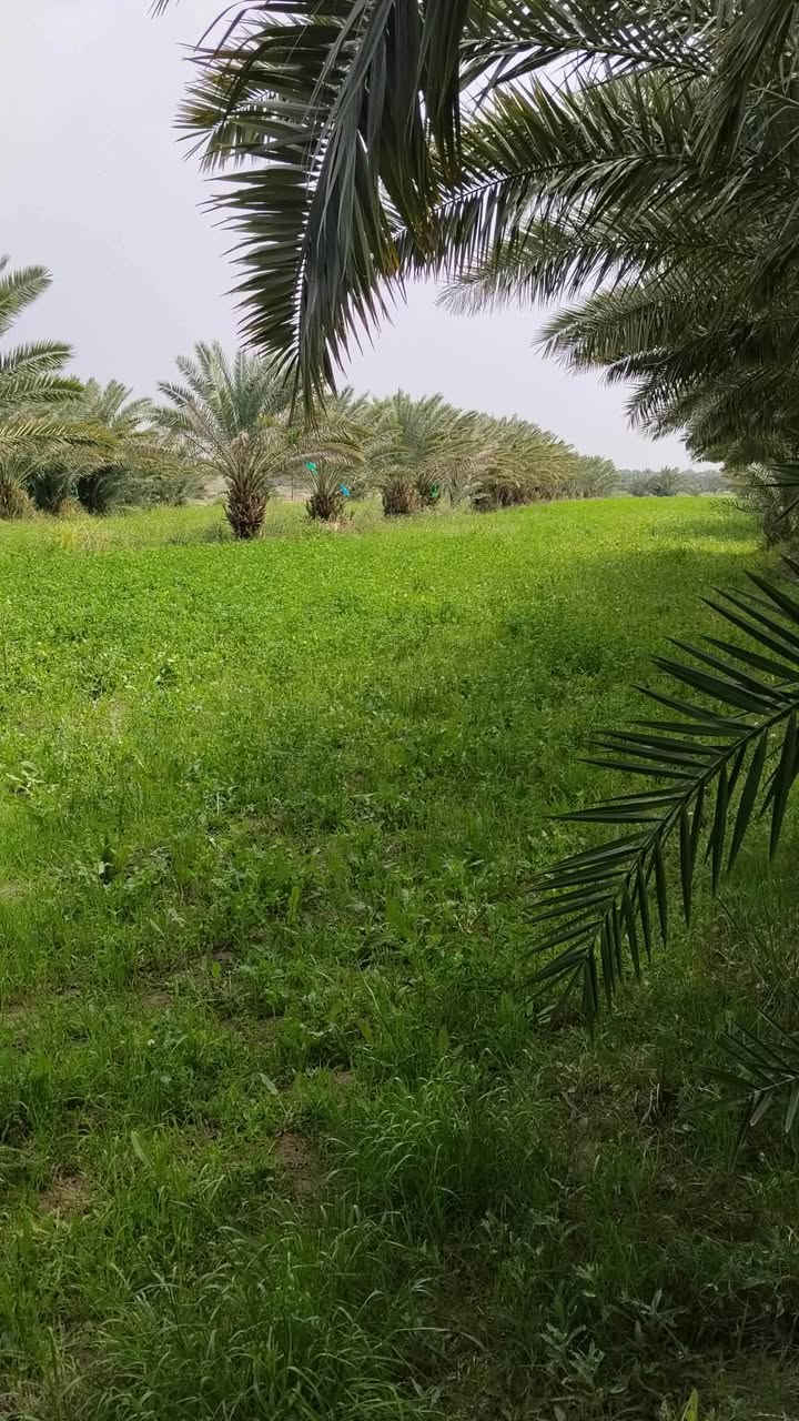 اللهم صل على محمد وال محمد
المساحه/
 6دونم سند 25 مفروزه بالطابو 
الموقع/
 منطقه الً عواد الرعده مقابل ال سيد حمدً 
قبل شيخ سميع وتدخل على يسار الشط 
المواصفات/
تحتوي على دار مكون من غرف  عدد 2 صالات عدد 2
صحيات داخليه وخارجيه استقبال 12م معزوله للخارج  البناء  بلوك  جديد وسيراميك السقف عكاده محاصير حلال 3ومخزن كهرباء خطين وطني وامبير تقع على شط البدعه الرئيسي بوري اساله مزروعه نخل شويثي اصفر وبريم احمر حمال ومثمر 250نخله مسافه قليله عن التبليط ويوصل للباب منتظرين تنفيذ القرار للاستفسار مراسله الصفحه او الاتصال ***********
