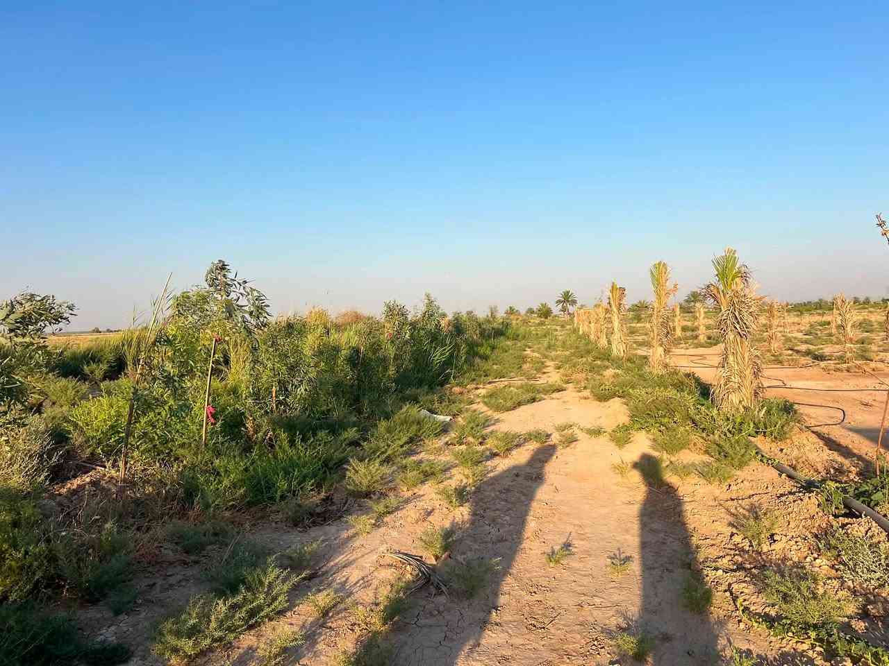 السلام عليكم
قطعة ارض طابو مساحة ٥ دونم للبيع الموقع ديالى طريق الحولي خان بني سعد تحتوي على اشجار نخيل مزروعة حديثاً والارض مسيجا باشجار كثيفة  من كل الاتجاهات  تحتوي على ماء وكهرباء تصلح ان تكون سكني تجاري صناعي زراعي 

للاستفسار الاتصال على ***********
