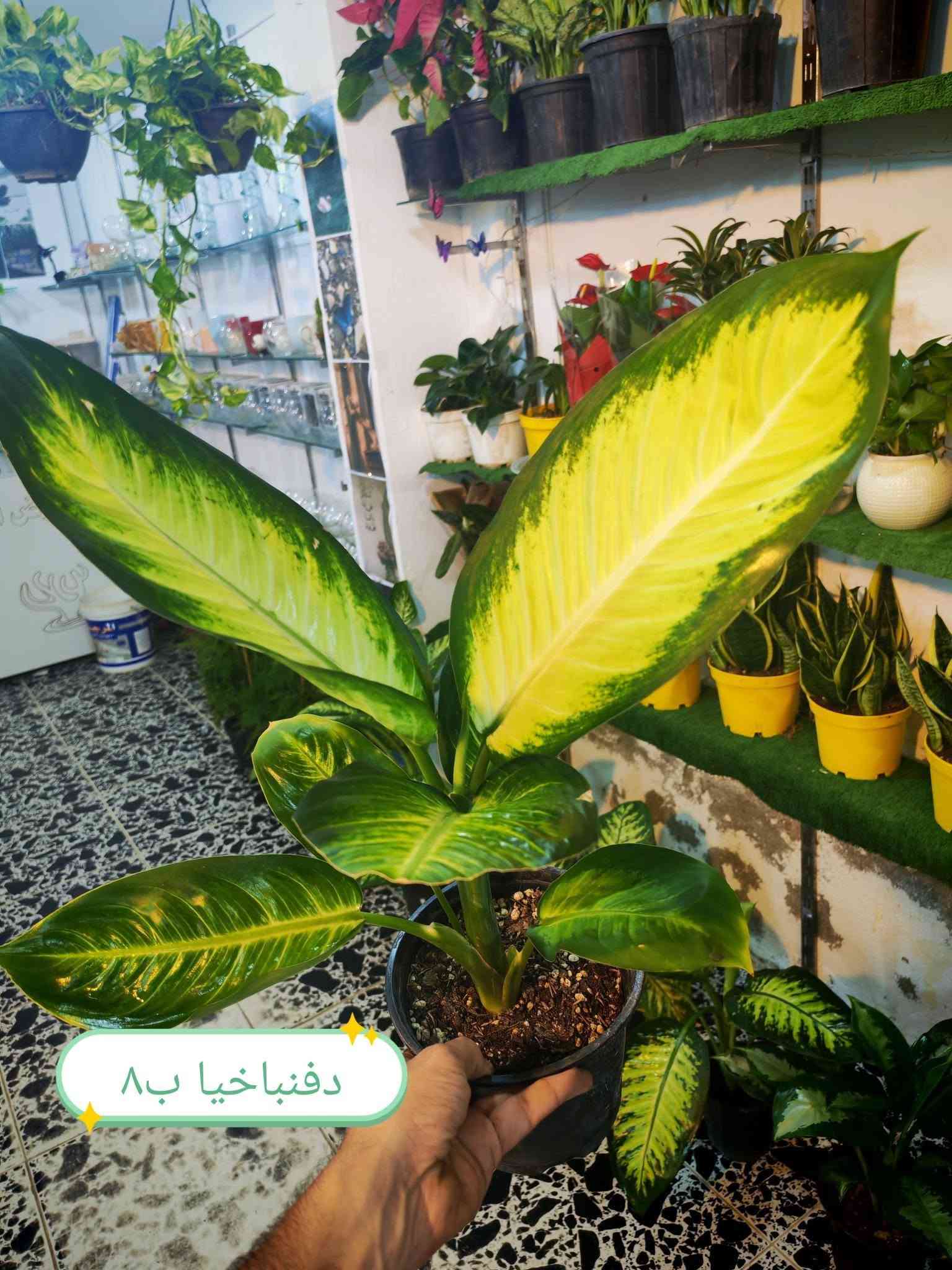 ضليات جديدة • برلايت • حجر ليكا