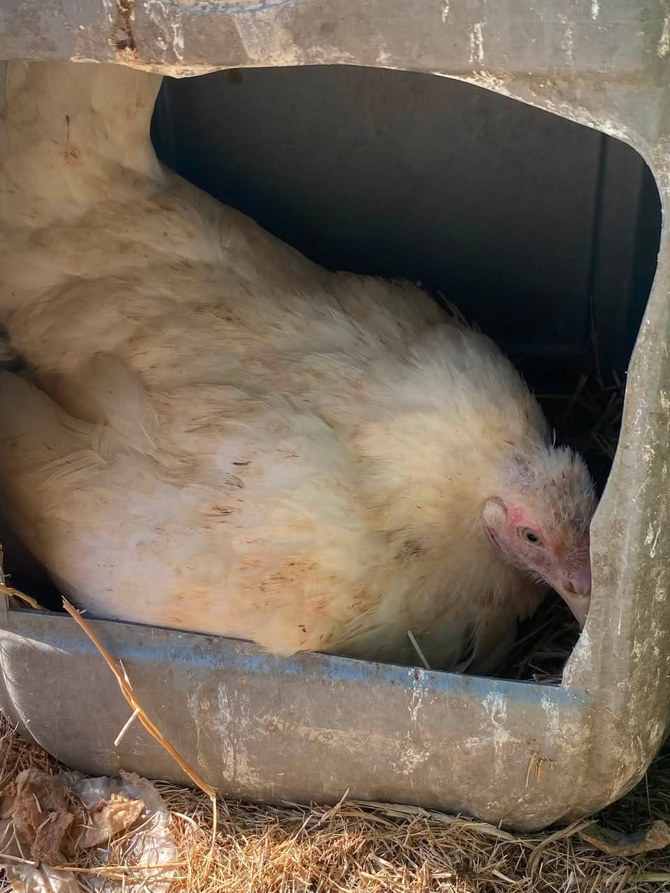 للبيع دجاجه عربيه اصيله كاركه صارلها 4تيام جوها 15بيضه مال شوكي وركابي بقري الشراي يجي خاص ويدلل ***********
