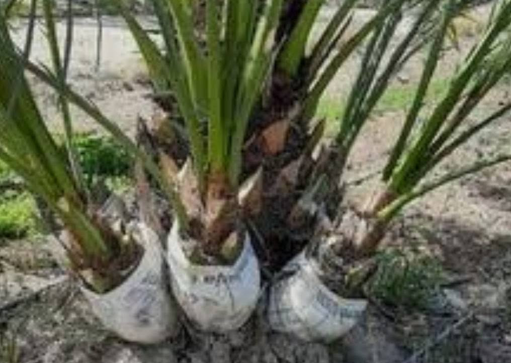 السلام عليكم يوجد لدينا 40 فسيلة حلاوي راغب للشراء يجي للمستان يشوف بعينه تمر الحلاوي هذا شرطنا للتواصل واتساب ***********
