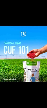 بذور برسيم • بالكيلو