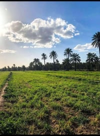 عرب جبور • نصف دونم • طابو زراعي