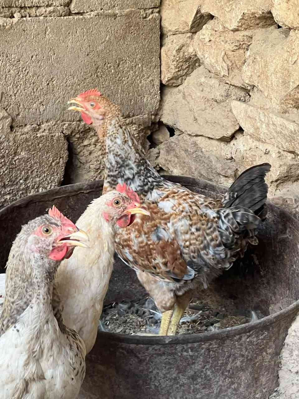 بسم الله ماشاءالله 
متاح فراريج عرب حلوات بيهن ديوكه  العدد الكلي 10 للبيع الشراي يجي خاص مكاني حديثه حي الثمانيه أو الاتصال على الرقم ***********
