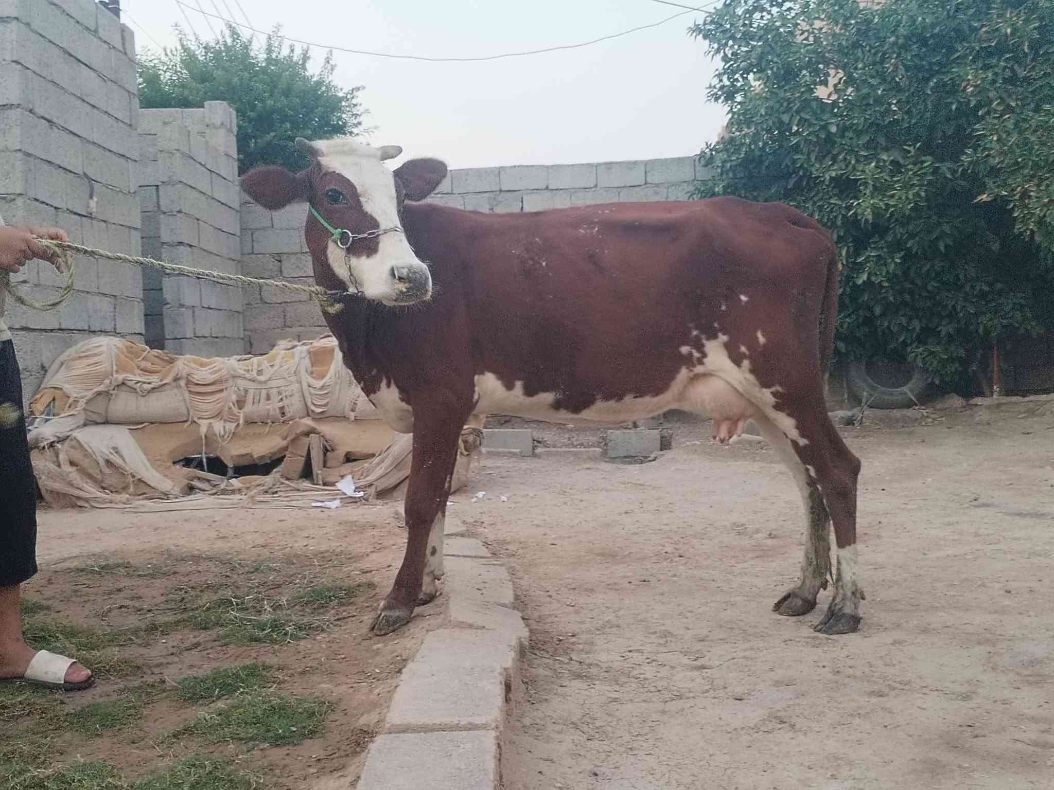 ناحية الزاب • شرط الحليب • شرط الدسامه