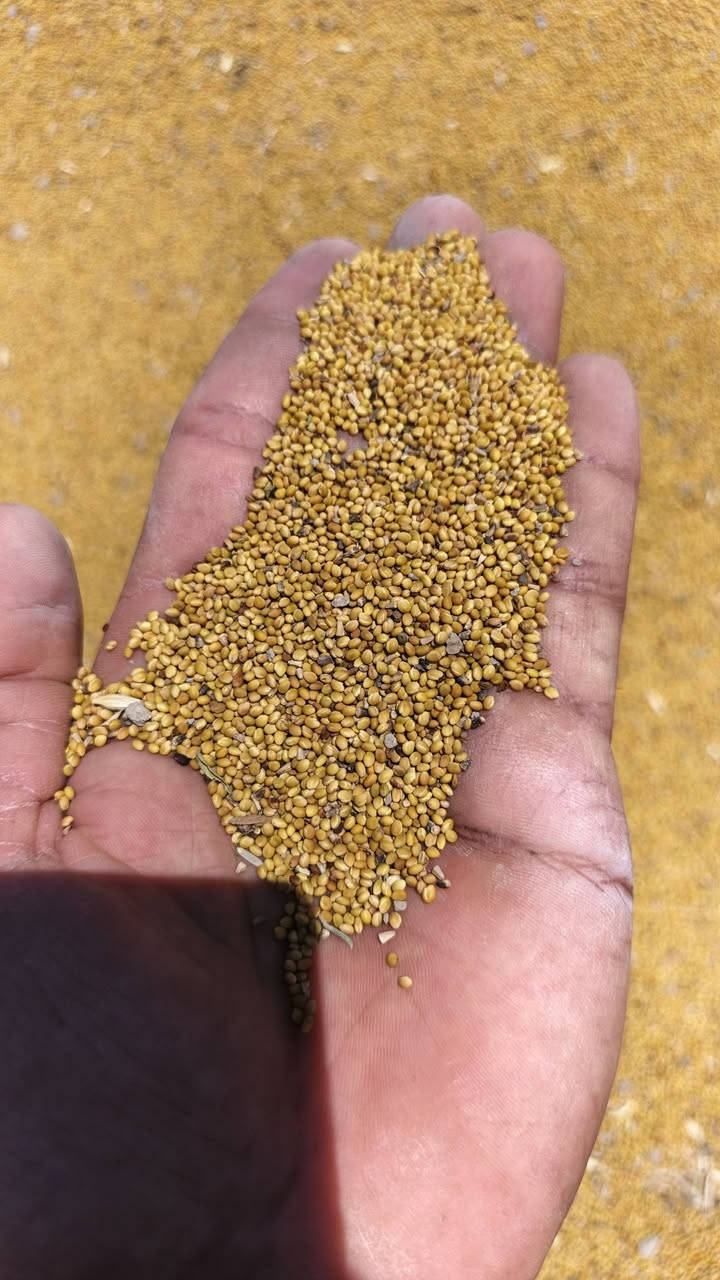 بذور برسيم  نضيف  شرط   الكيلو الفين ونص نهايته

 مكاني بين دوايه والنصر

  الشراي يخابرني ***********
