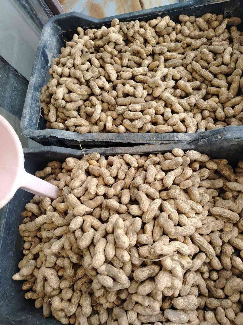 فستق • خضورات تازه • توصيل