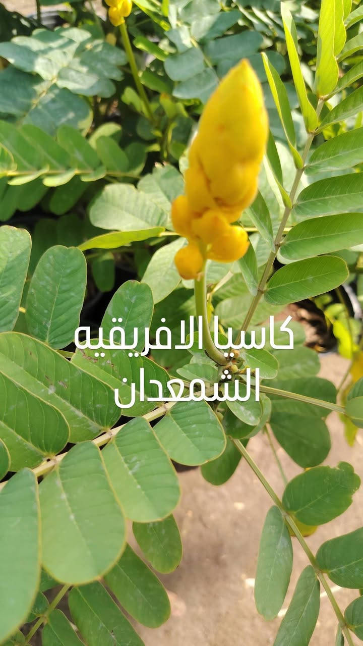 مشتل الأخوين • جوري عطري • ياسمين متسلق