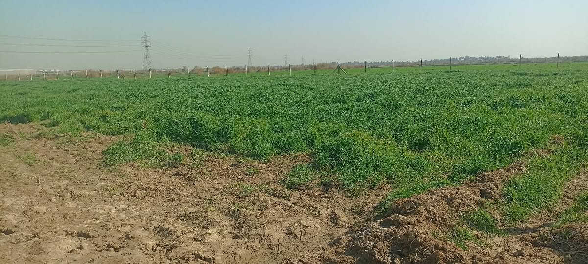 سلام عليكم يتوفر دوانم طابو سند 25 تحويل ثاني يوم بسم المشتري العنوان المدائن الجعاره مقابل بسمايه كافة الخدمات متوفر شارع الكامراة تفاصيل الاتصال وبيك خير ودلل بدارة أبو فهد العيساوي ***********
سعر دونم الواحد 95 الحد 175
