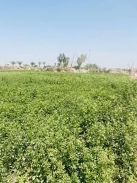 نجف طريق ياعلي • ٦ دونم • مزرعة نخيل ورمان