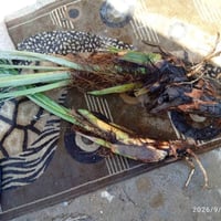 اركيلة • براهيمي • خياره