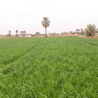 دونمين • طابو ملك صرف • أبو غريب غرب