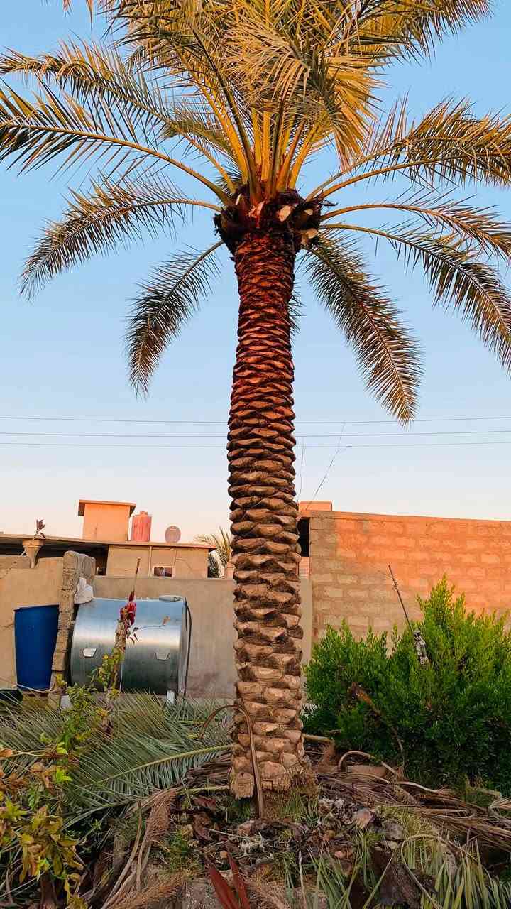جزء من عمل اليوم في قرية شميط  
الشغل هوا يقيم نفسو
قلع الفسائل و تكريب و تنضيف العناكيد القديمة و الأشواك 
تحويض فسائل ونخل 
اتصل وتدلل
للأتصال ***********
#تكريب
#تكريب_النخيل
#تكريب_وتنضيف_النخيل
