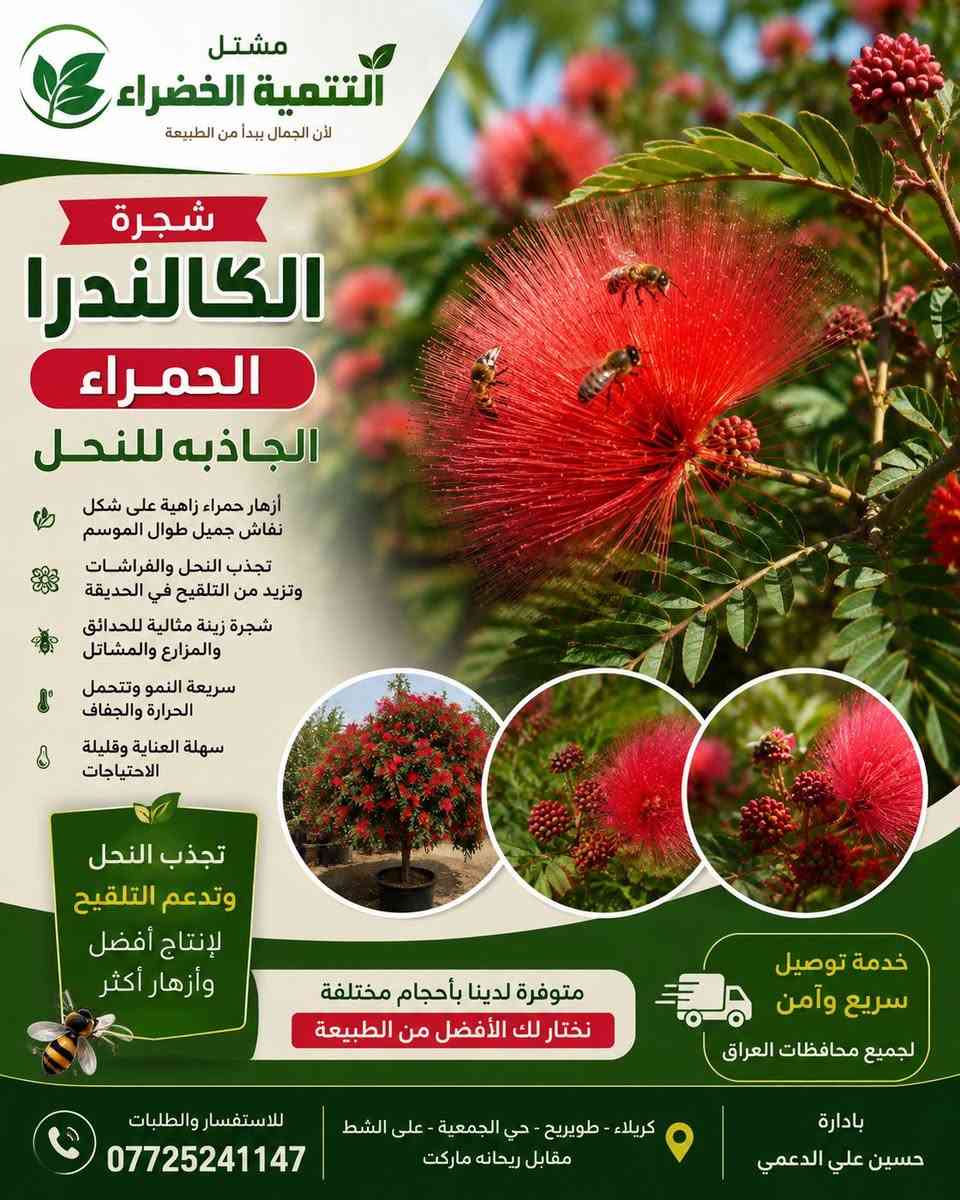 لا توجد تفاصيل

نص مكتوب في الصور:
- مشتل التنمية الخضراء لأن الجمال يبدأ من الطبيعة شجرة الكالندرا الحمراء الجاذبه للنحل أزهار حمراء زاهية على شكل نفاش جميل طوال الموسم تجذب النحل والفراشات وتزيد من التلقيح في الحديقة شجرة زينة مثالية للحدائق والمزارع والمشاتل سريعة النمو وتتحمل الحرارة والجفاف سهلة العناية وقليلة الاحتياجات تجذب النحل وتدعم التلقيح لإنتاج أفضل وأزهار أكثر متوفرة لدينا بأحجام مختلفة نختار لك الأفضل من الطبيعة خدمة توصيل سريع وآمن لجميع محافظات العراق بادارة حسين علي الدمعي كربلاء - طويريج - حي الجمعية - على الشط مقابل ريحانه ماركت للاستفسار والطلبات ***********
