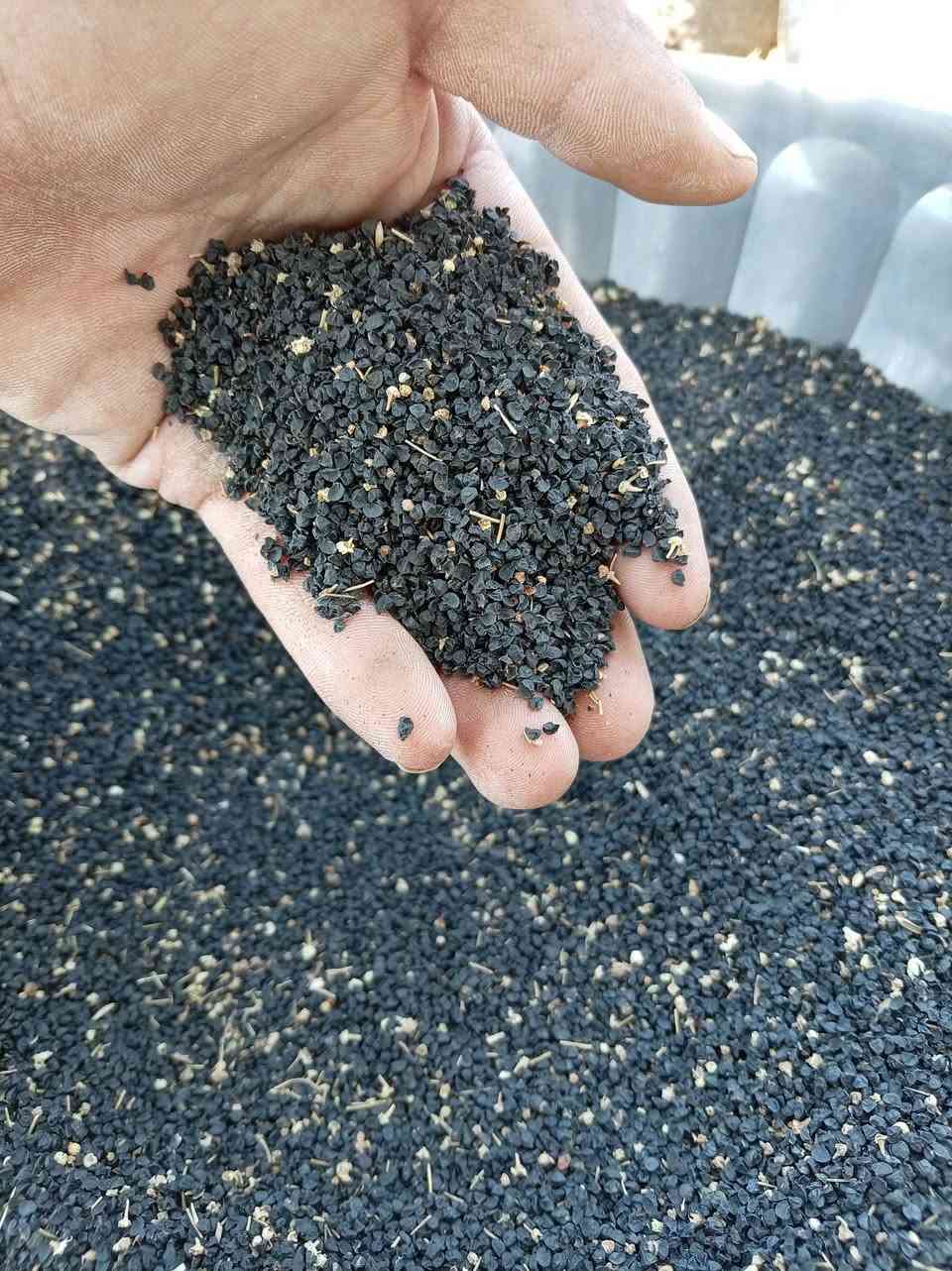 بزر سواد درجة والالى
مكان بابل الكفل
***********
