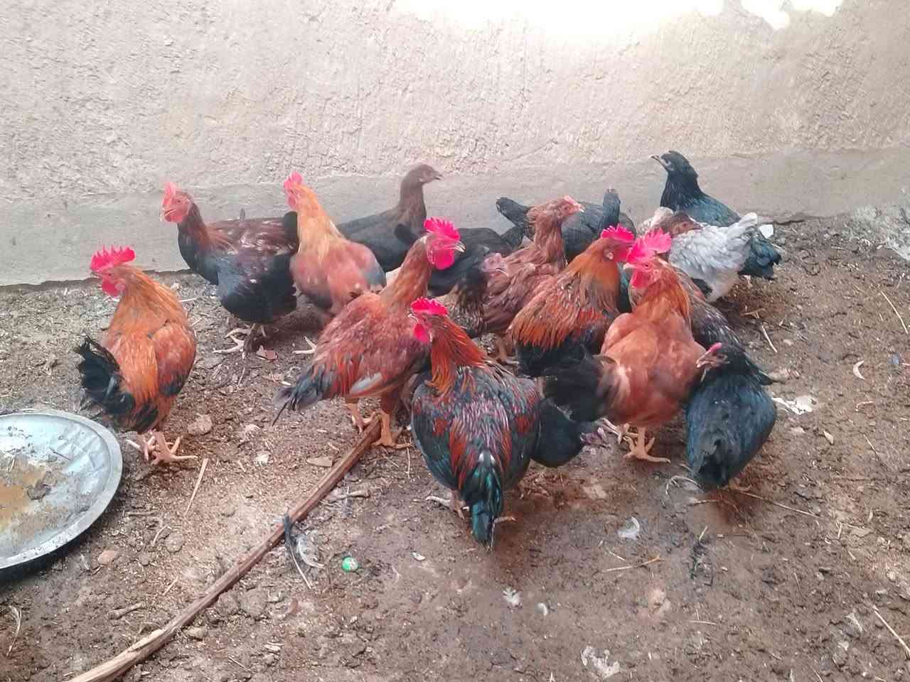 دجاج مبياض • ديوكة عرب • مكاني حديثة
