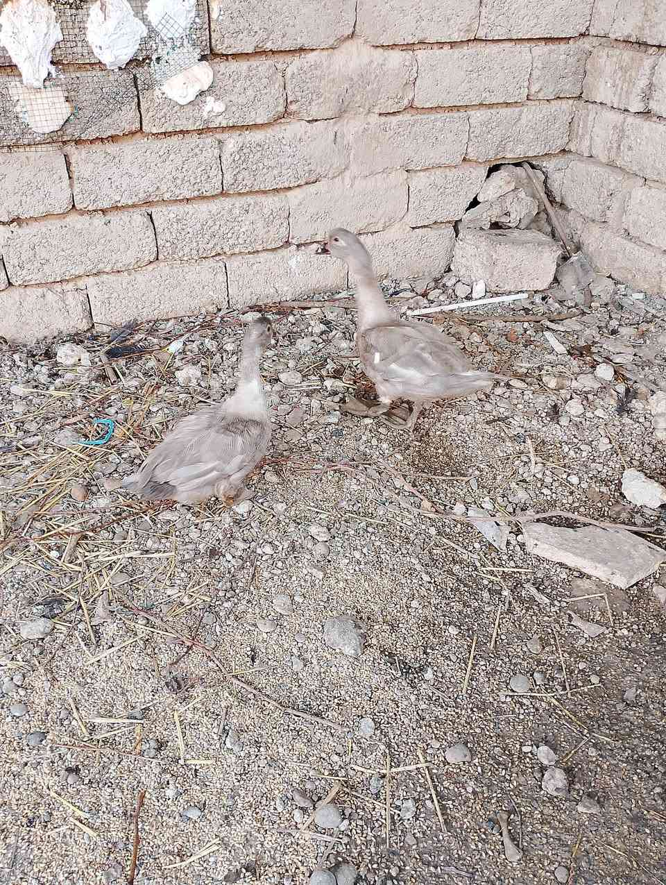 فراريج مسقووف   عمر من  6  اشهر لي7  فراريج سلطاني عمر 4 اشهر    5 تك بطات رصاصي وزوج احمر بطات   خابر ونتفاهم ***********
