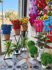 سعفة • نباتات • هيت