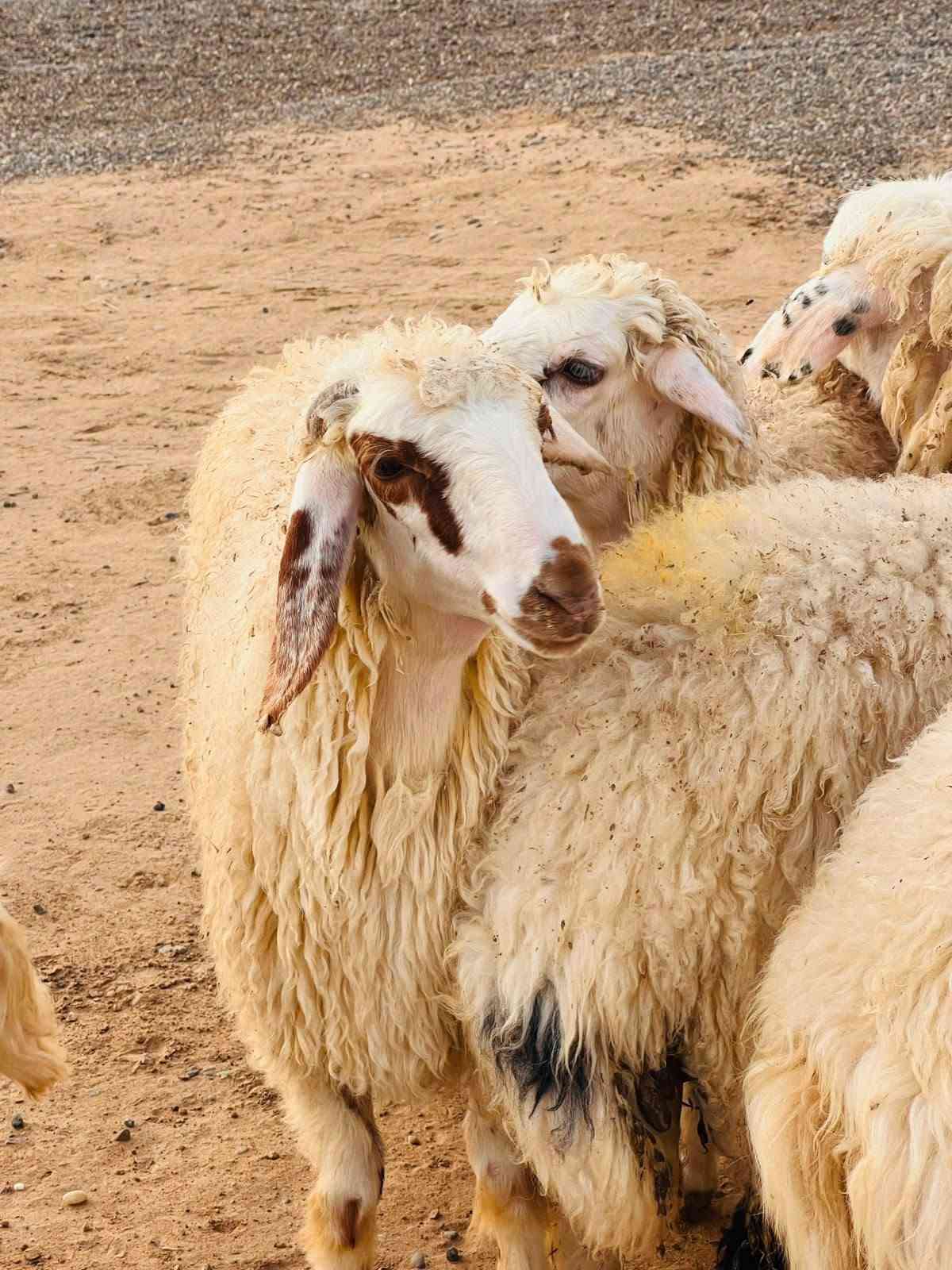 دجات • ١٠ • نوادر