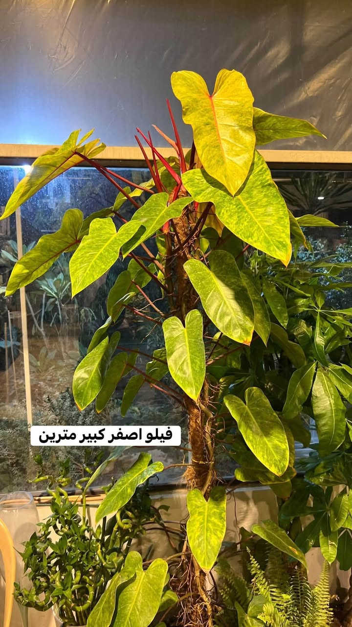 مشتل ريحانه • يوكا • دراسينيا