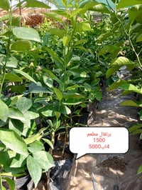 برتقال • مشتل الجمعيه • توصيل الدجيل