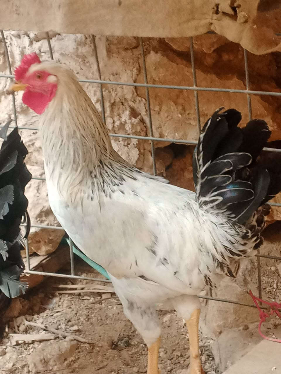 زوج ديوكه • عرب • مالت بيت
