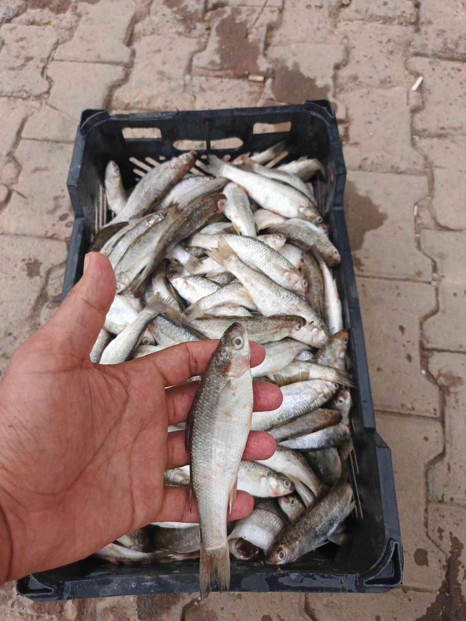 ابو زريده • تازه صيد • توصيل
