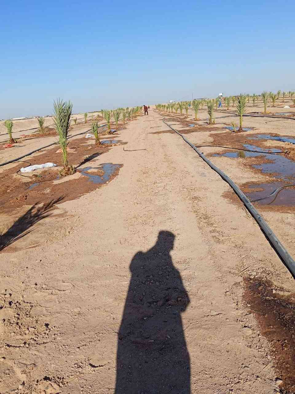 السلام عليكم  كادر متخصص لتجهيز المزارع والمنتجعات والمسابح  تجهيز الحدائق والبساتين تشجير الحدائق تشجير البساتين لدينا جميع انواع النخيل برحي مكتوم جبجاب بريم بلكه بربن جميع انواع النخيل و ترتيب الاراضي المتروكه وتسميدها بالسماد الحيواني وعمل منظومات تقطير نعمل في جميع محافظات العراق *********** /***********
