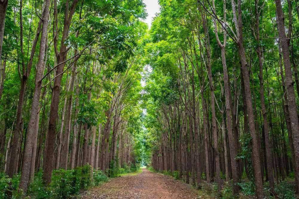 السلام عليكم متابعينا🤍.
توفرت شتلات شجرة الماهوجني الافريقي🌳🌳
 _ارتفاع اكثر من متر تقريبا 💜
_السعر ١٠ الف 🍄

️الاسم الشائع :- الماهوجنى الافريقي
️حجم الشجرة :- يصل حجم الشجره الى 30-40 متر فى العمر النهائي وعرض الجزع يصل من متر الى متر ونصف وهي شبه نفضيه .
مقاومة التعفن :- الشجره معتدله ومقاومة للتعفن والحشرات ومقاومة للحشرة الثاقبة
️التحمل :- تتحمل العديد من الظروف المناخية القاسيه وظروف التربة وتتحمل درجة ملوحة عالية تتراوح مابين 3000 الى 4000 ppm
️طبيعة نمو الشجرة :- قائمة ذات مجموع خضرى كبير وقوى وساق خشبية قوية
والشجرة مستديمة الخضرة طوال العام
️الاستدامة :- تعتبر اشجار الماهوجنى من الاشجار المهدده بالانقراض والمسجلة فى قائمة الاشجار المهدده بالانقراض IUCNوذلك بسبب زحف الكثافه السكانية والقطع الجائر للاشجار لما لها من منافع كثيرة واستخدامات عديده 

معدلات النمو والخصائص
تنمو شجرة الماهوجني بمعدل سريع يتراوح بين 1 إلى 2 متر سنوياً في الظروف الجيدة، وتُعد من أسرع الأشجار الخشبية نمواً. 
سنوات النمو الأولى: قد يصل معدل النمو إلى 2.5 متر في السنة خلال أول 3 إلى 5 سنوات إذا توفرت التربة الخصبة والري المنتظم.
الحجم الكامل: تصل الشجرة إلى ارتفاعات تتراوح بين 15 إلى 25 متراً (وأحياناً حتى 30 متراً حسب النوع)

📍متوفر توصيل لجميع محافظات العراق🚗🚗
📍للحجز والاستفسار مراسله الصفحه او مراسلتنا على واتساب من خلال الرقم ***********

نص مكتوب في الصور:
- Flowers of India