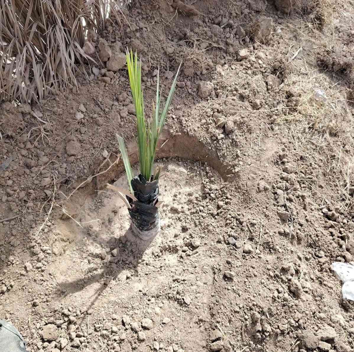 السلام عليكم
جاهز لتنظيف الحدائق وحراثتها
ما عليك بس راسلني

#الرميثه *********** واتساب
