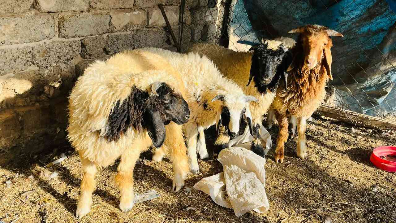 ٤ طليان • شرط النصاحه • العلم سمره