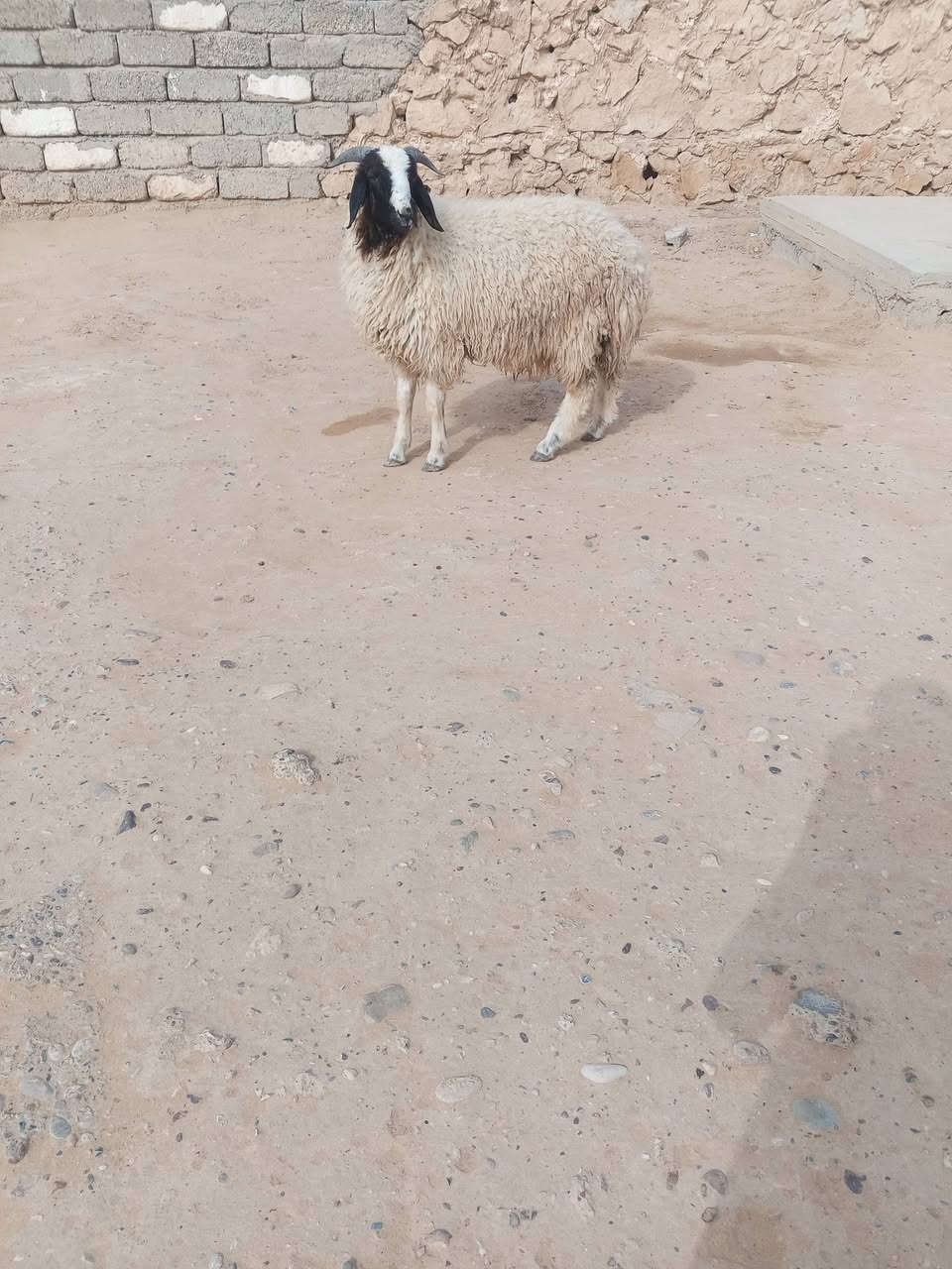 طلي خشن • للبيع