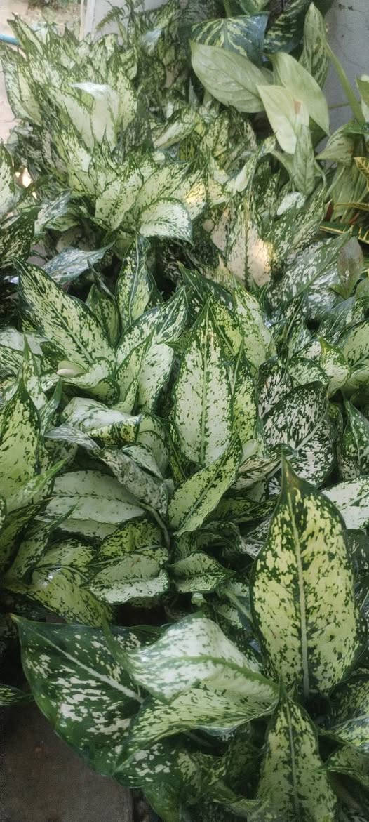 مسا الخير والعافية عليكم حبايب
وجبة حلوة ومميزة من نبات الاكلونيميا والزامبيا وصلتنا اليوم
جمال نشاط وكثافة ماشاء الله
 بإذن الله راح تعجبكم
سعر الاكلونيميا وبهالنشاط فقط ٩ الاف دينار
سعر الزامبيا فقط ب٧٥٠٠
اللي يحب يحجز يراسلنا خاص او واتساب على الرقم *********** ويدلل
واللي يحب يزورنا عنواننا خانقين بختياري الثانيا نهاية شارع العصائب واسواق صالح حمود وعدنا توصيل داخل خانقين وجلولاء والسعدية راسلونا وتدللون
