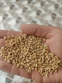 حنطة • درجة أولى • ديالى