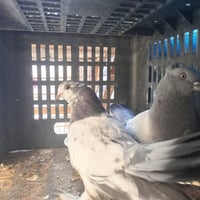 3 ازواج مع فرخ واحد مكان المنصور قرب ساحه اللقاء هاتف 07707999525