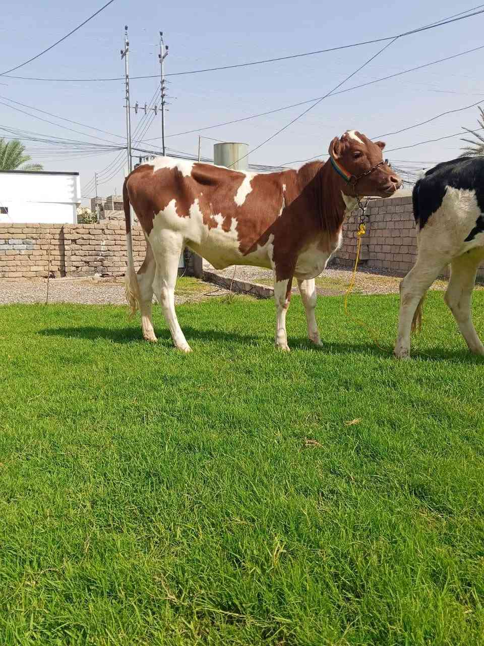 جوز اباجير • جنس فول • صلاح الدين الشرقاط