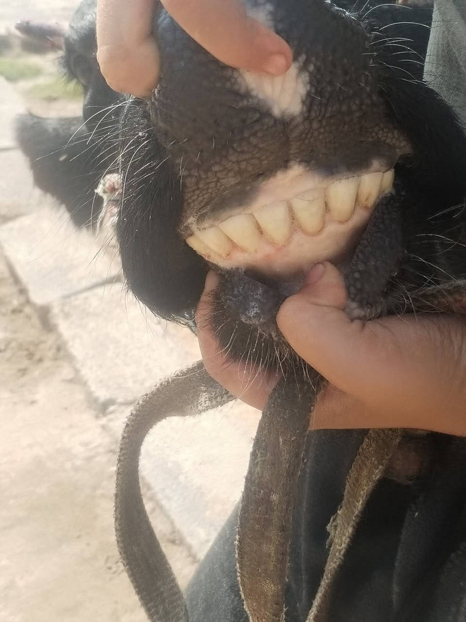 حليب • دسامه • ناحية الزاب
