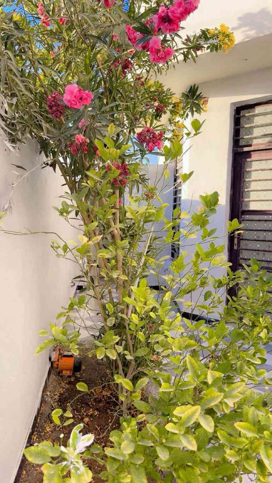 السلام عليكم بيت للبيع طابو زراعي سند 25 تحويل بسم المشتري المساحه الكليه 180 متر البيت بناء جديد مامسكون طريق حله ديوانيه يبعد عن الشارع العالم 150 متر للاستفسار اكثر اتصال او واتساب
***********
***********

