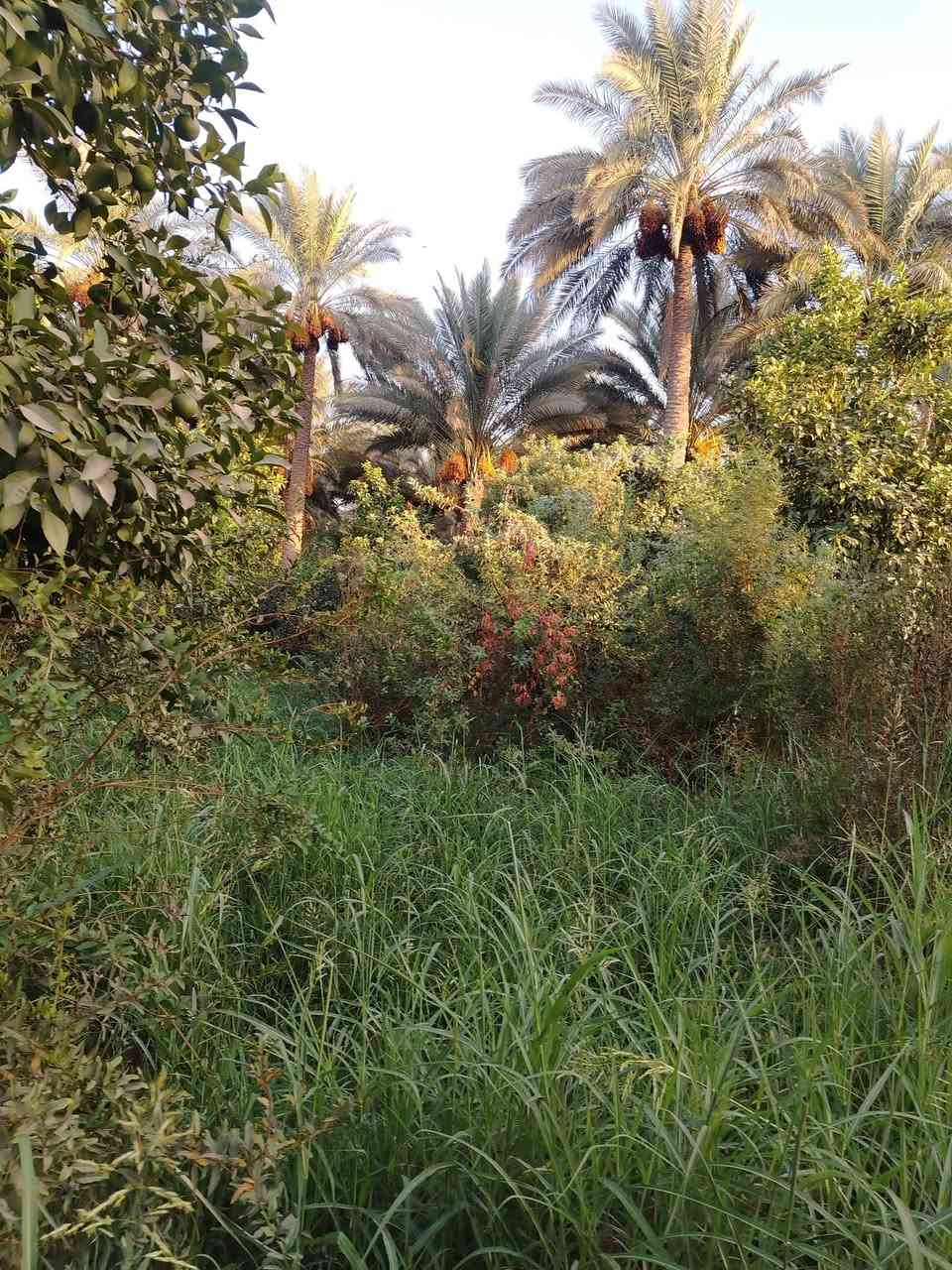 بستان • ٢٥ دونم • واسط الصويره