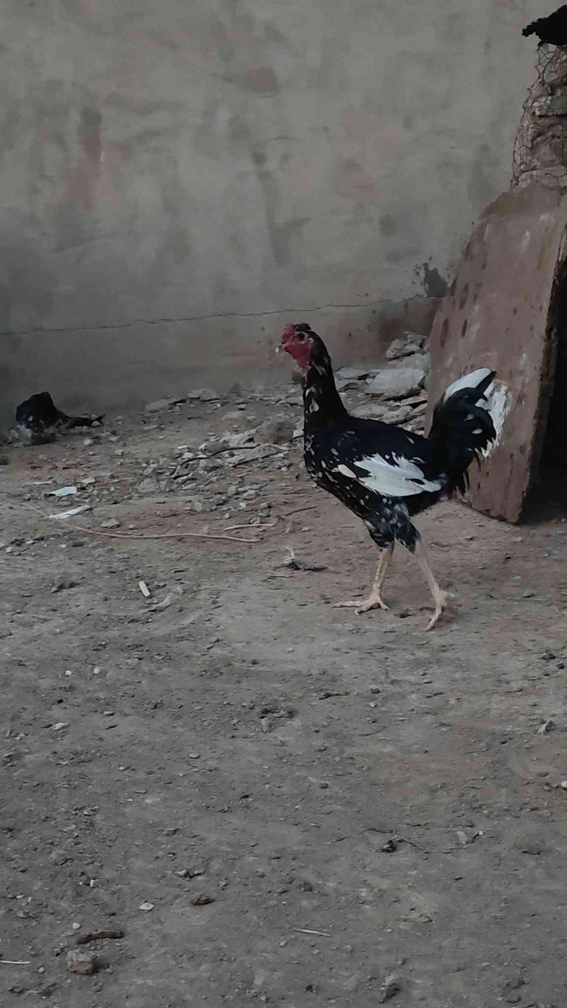 بلاوات • زوج • للبيع