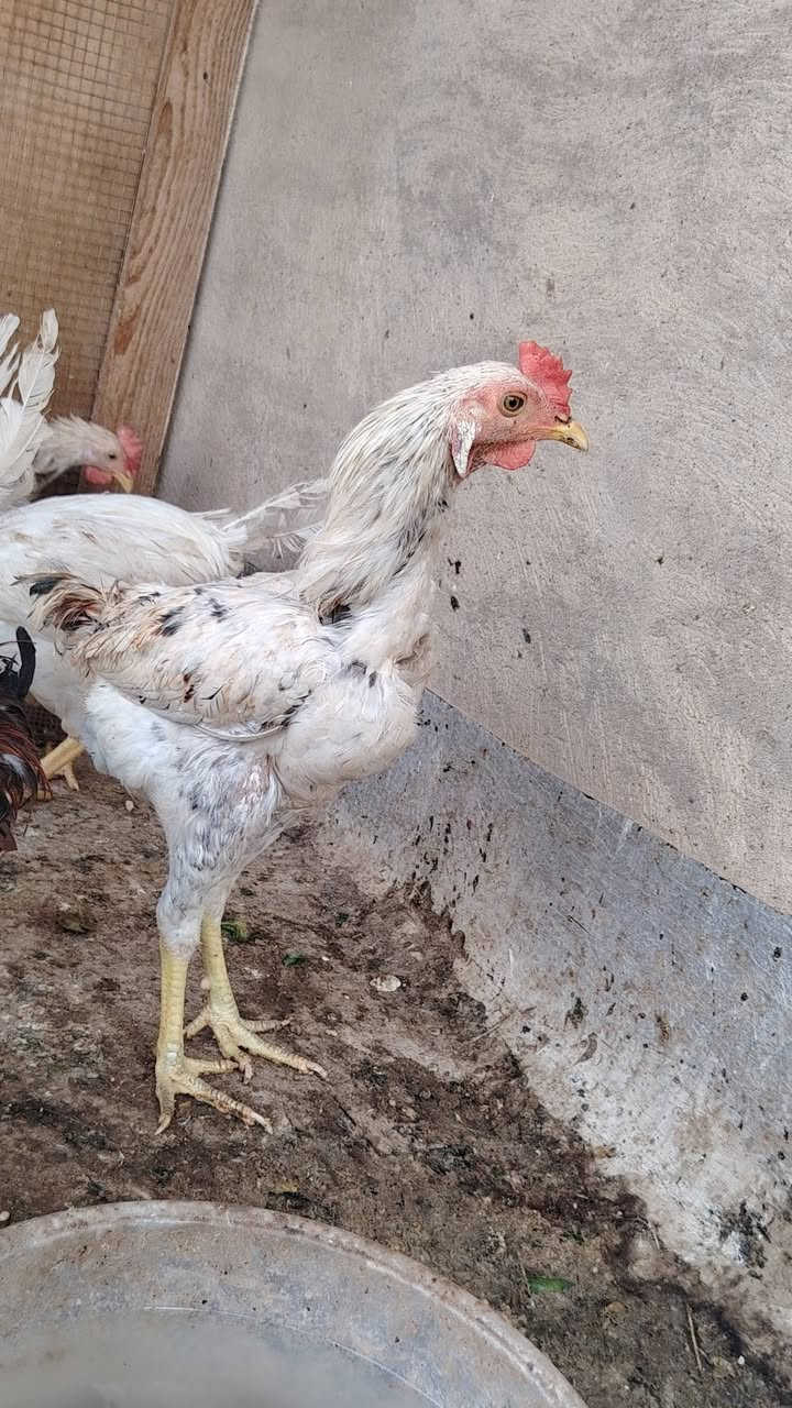 ١٠ ديوك • شالع • تكريت
