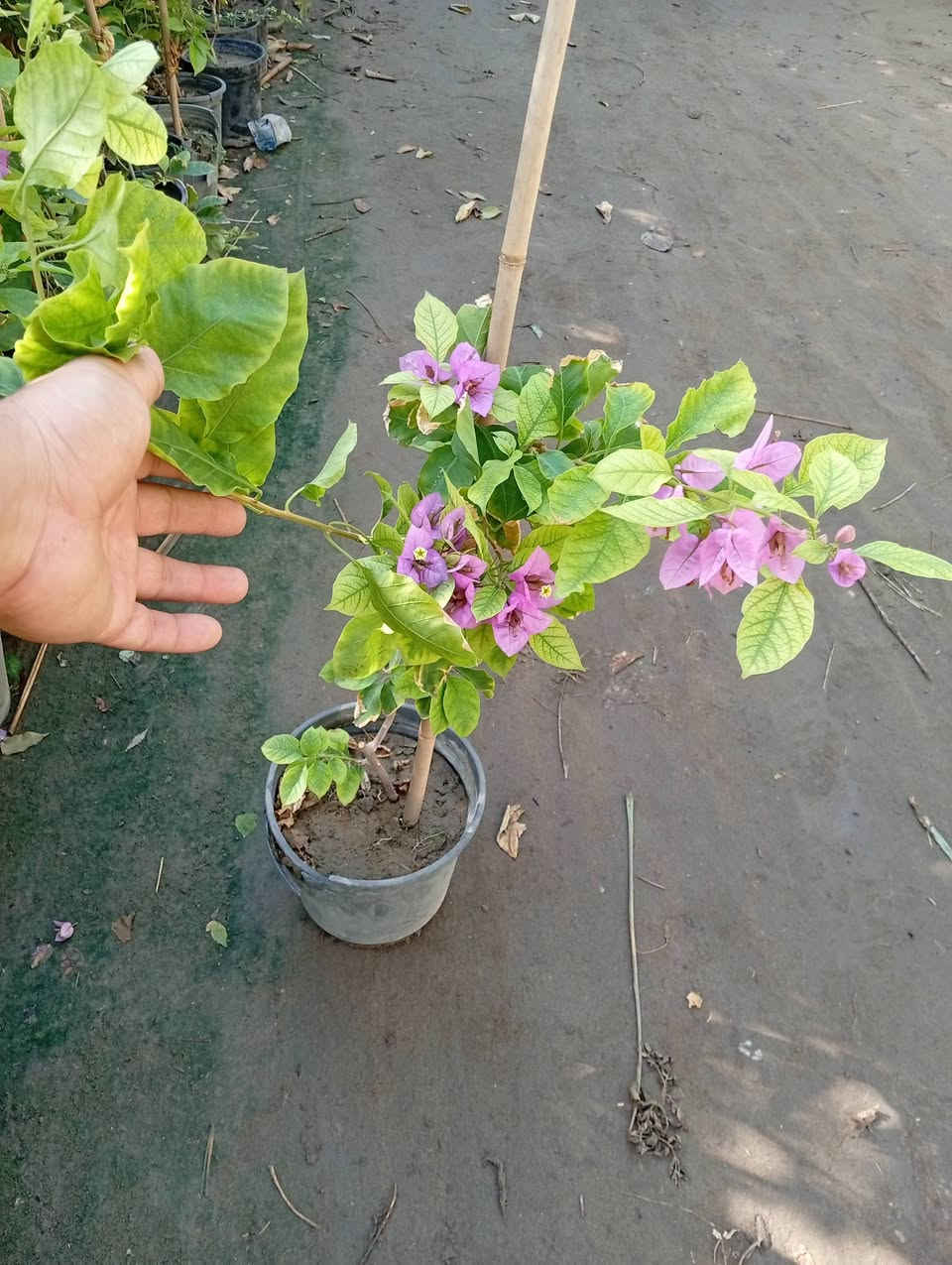 جهنمية بنفسجي • تركي • ٧٥-٩٠سم
