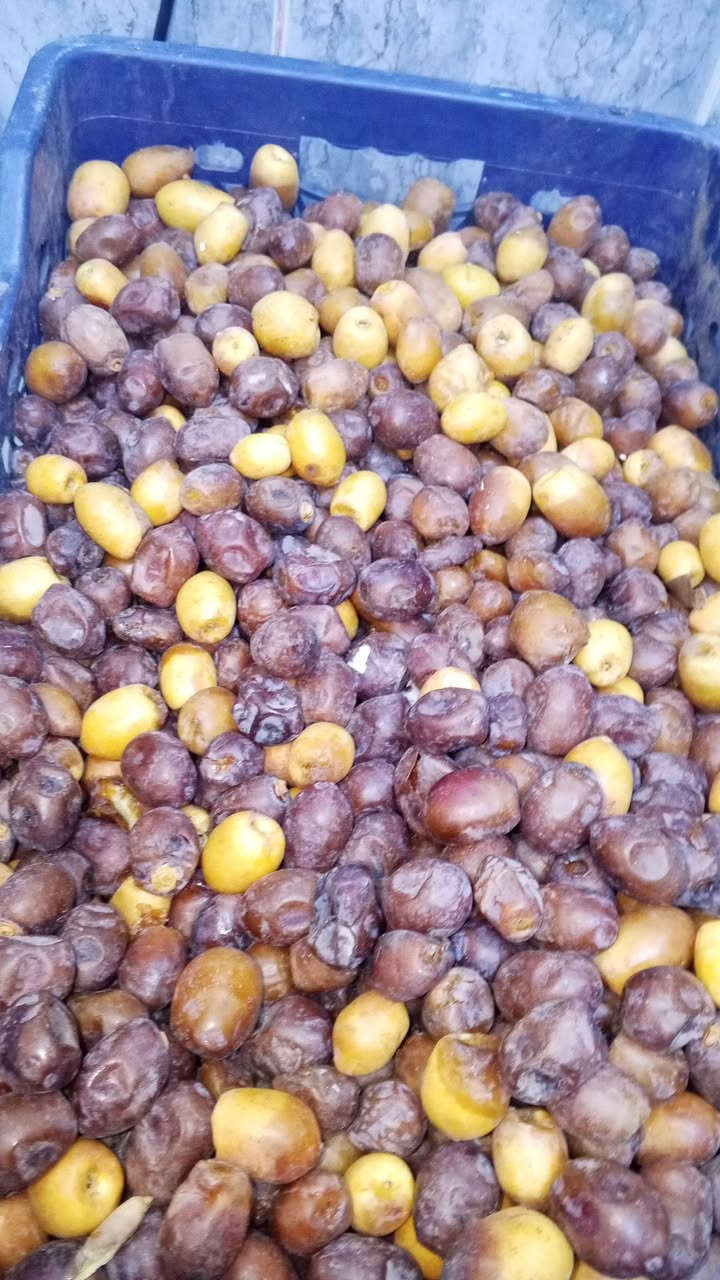 متوفر برحي نص ونص كيلو ب ٣٠٠٠ يخبل
نوعيه ثاني تبرزل لتجميد سعر ١٥٠٠
متوفر خظراوي ب٢٠٠٠
