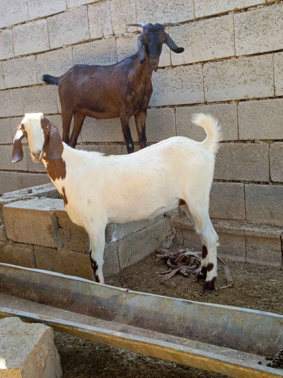 سلام عليكم
يوجد صخلات عشر العدد 3 غزاليات درجه اولى العنوان العلم الدبسه الخاص مفتوح من يرغب بالشراء يتصل 
ع ***********
ع ***********
موجود واتساب

