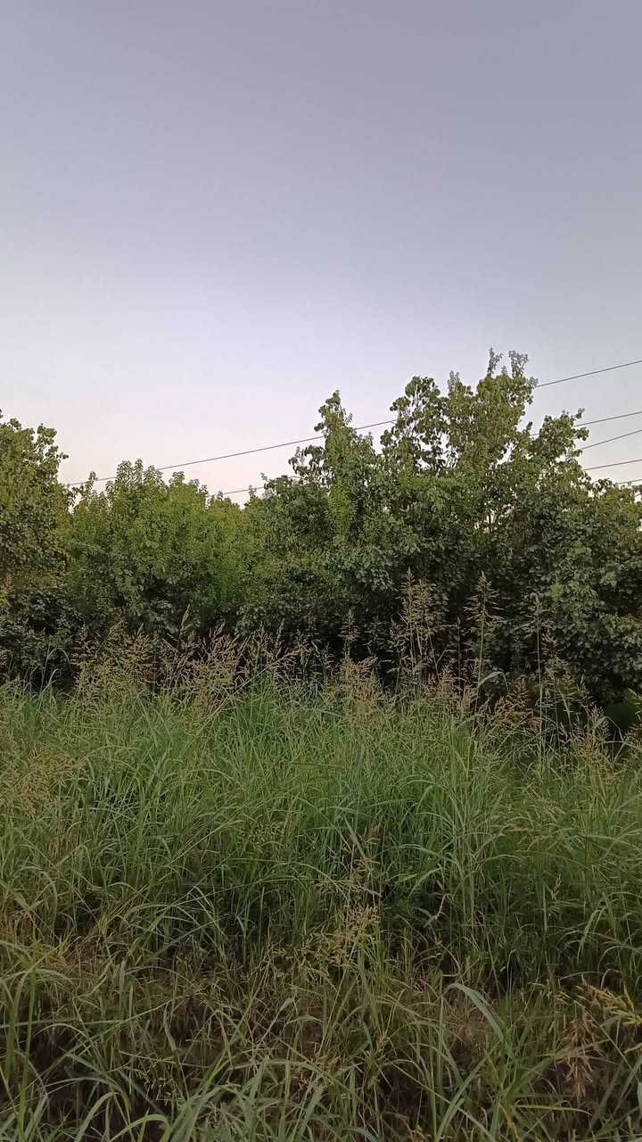سلام عليكم أرض دونم البيع مناصفه سند 25 بغداد شاطئ التاجي قرب جسر المثنى مشجره مشمش 🌲
رقم الهاتف ***********
