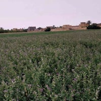 بذور جت همدان ٧٠كيلو ‎0786 670 5002